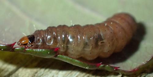 Réf. 180 747 : Notocelia roborana